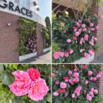薔薇が満開です！
