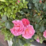 臨時休業のお知らせ