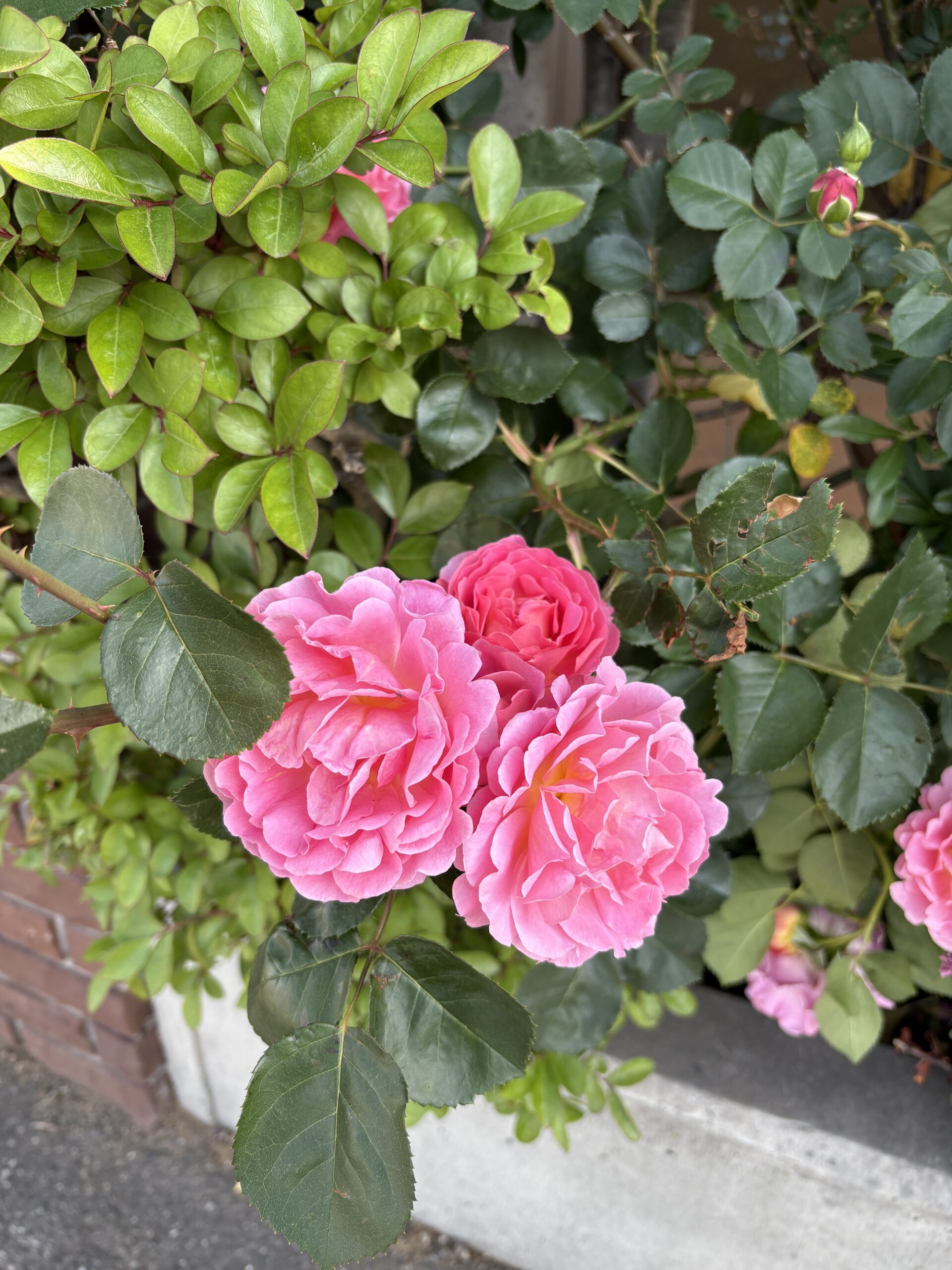 臨時休業のお知らせ